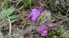 Oxytropis macrosema