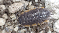 Porcellio duboscqui