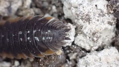 Porcellio duboscqui