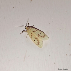 Miltochrista undulata