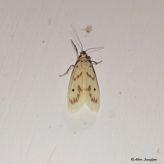 Miltochrista undulata
