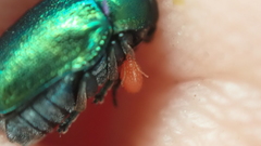 Erythraeoidea