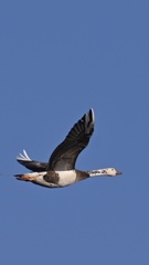 Anser anser × Branta canadensis