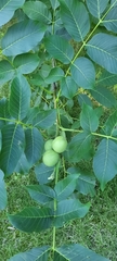Juglans regia