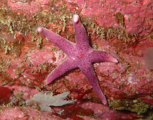 Northern Blood Star