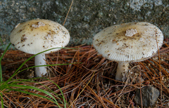 Gemmatae