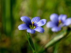 Sisyrinchium montanum