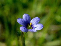 Sisyrinchium montanum