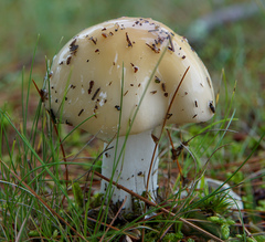 Gemmatae