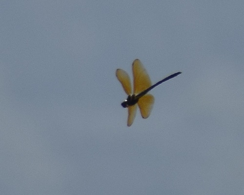 Chlorogomphus brittoi