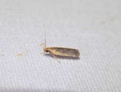 Dichomeris costarufoella