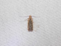 Dichomeris costarufoella