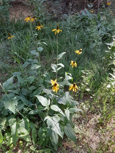 Image of Rudbeckia californica by (c) Jeff Lahr, some rights reserved (CC BY)