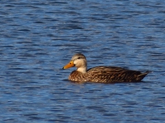 Anas platyrhynchos × fulvigula