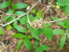 Tuckermanopsis subalpina