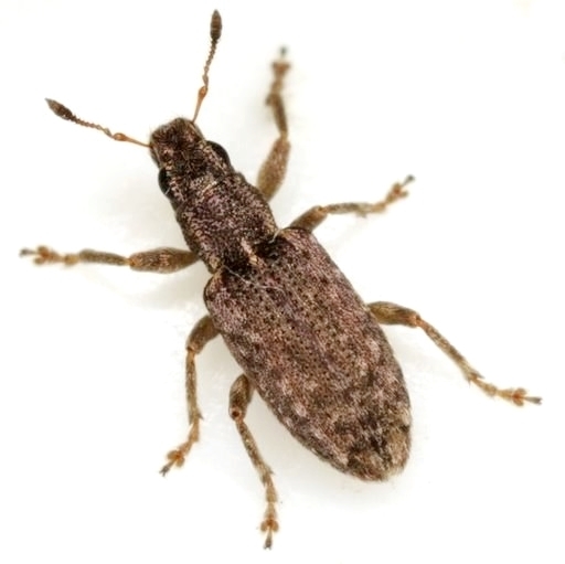 Sitona californius