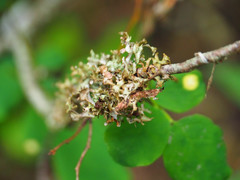Tuckermanopsis subalpina