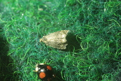 Endothenia gentianaeana