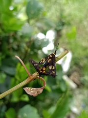 Thyrassia