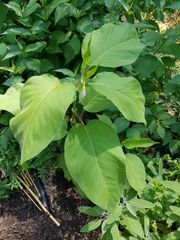 Persicaria orientalis