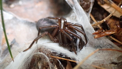 Pireneitega