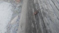 Phalangioidea