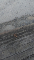 Phalangioidea