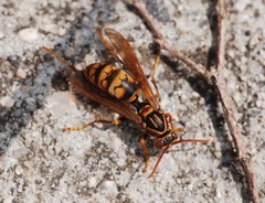Polistes jokahamae