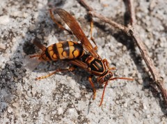 Polistes jokahamae