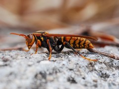 Polistes jokahamae