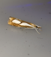 Catoptria conchella