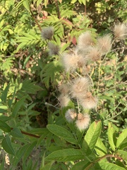 Cirsium arvense vestitum