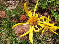 Verbesina pedunculosa
