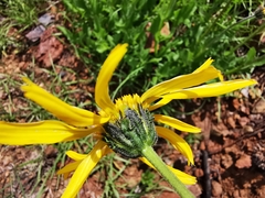 Verbesina pedunculosa