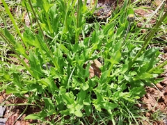 Verbesina pedunculosa