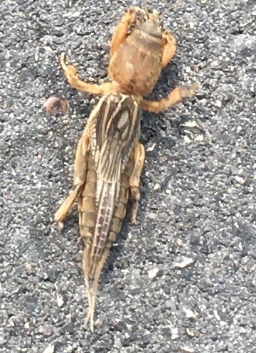 Northern Mole Cricket