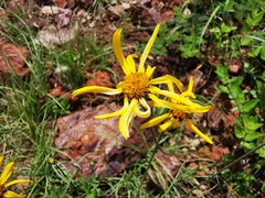 Verbesina pedunculosa