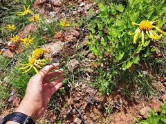 Verbesina pedunculosa