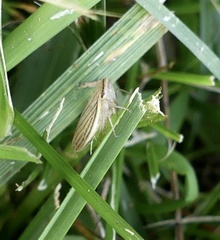 Athysanus argentarius