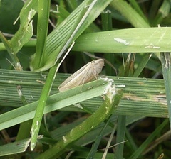 Athysanus argentarius