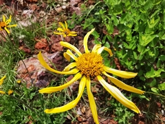 Verbesina pedunculosa