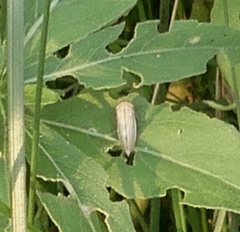 Athysanus argentarius