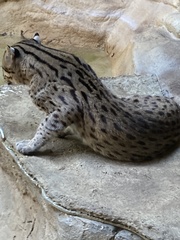 Prionailurus viverrinus