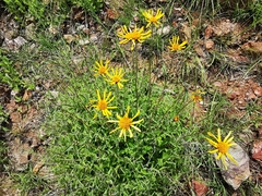 Verbesina pedunculosa