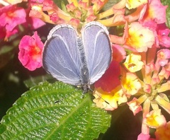 Celastrina echo gozora