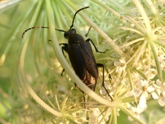Brachyleptura
