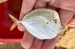 Selene setapinnis
