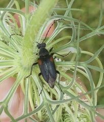 Brachyleptura