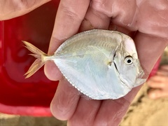 Selene setapinnis
