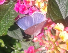 Celastrina echo gozora